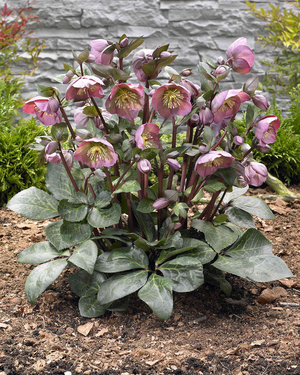 Hellebore FrostKiss® Penny's Pink® Potted Lenten Rose Plant
