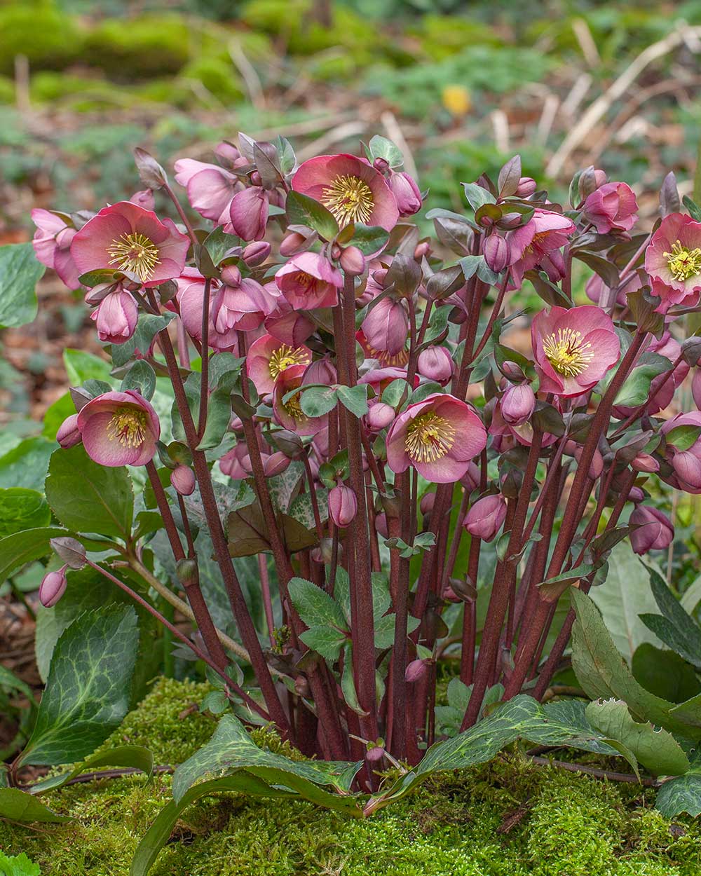 Hellebore FrostKiss® Penny's Pink® Potted Lenten Rose Plant