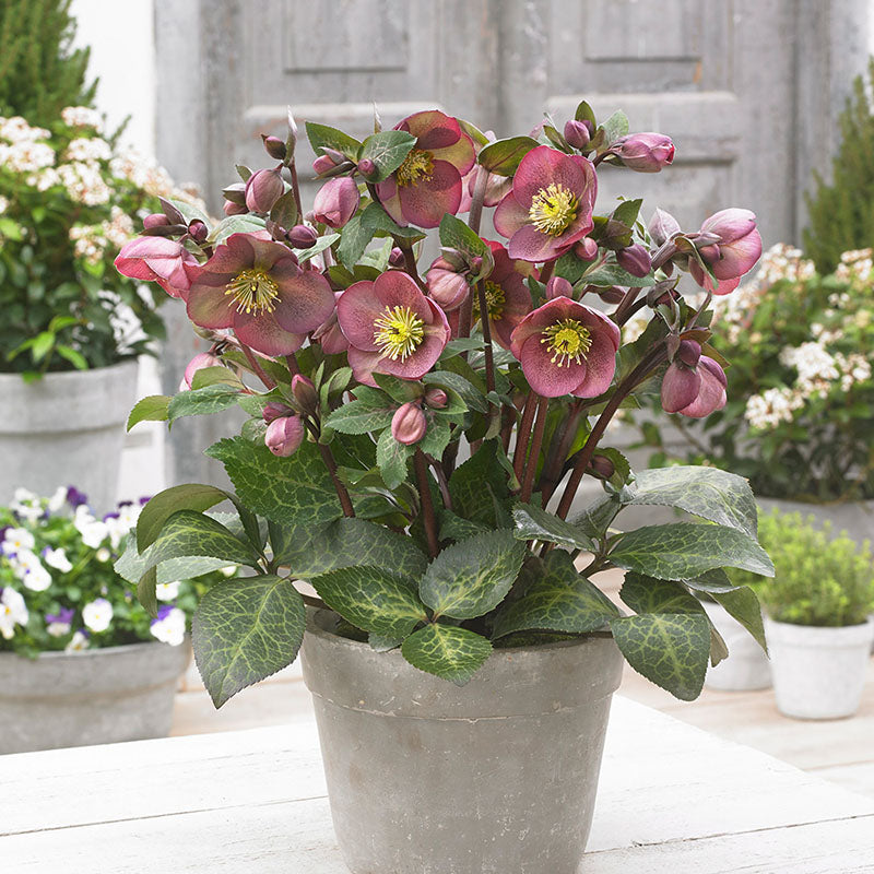 Hellebore FrostKiss® Pippa's Purple Potted Lenten Rose Plant