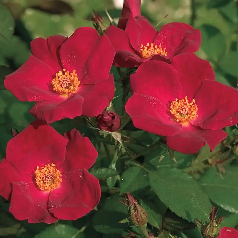 Close-up of red flowers with green leaves in the background