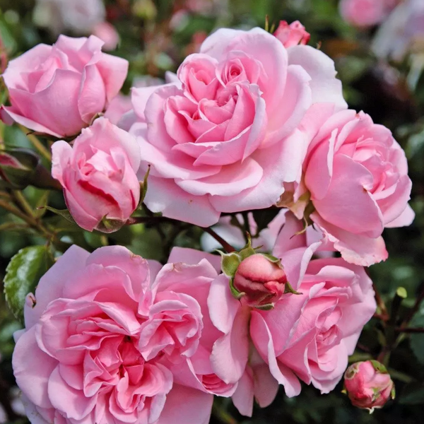 Home & Garden® Bare Root Rose Bush