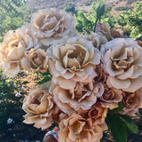 Honey Dijon™ Rose Bush