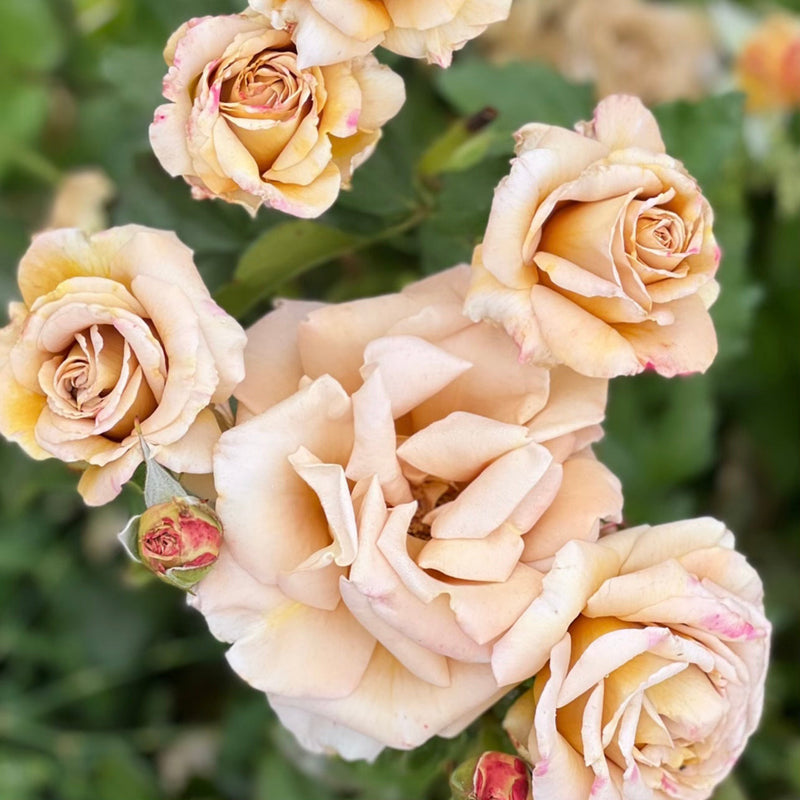 Honey Dijon™ Rose Bush