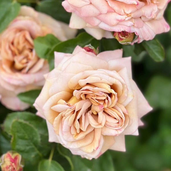 Honey Dijon™ Rose Bush