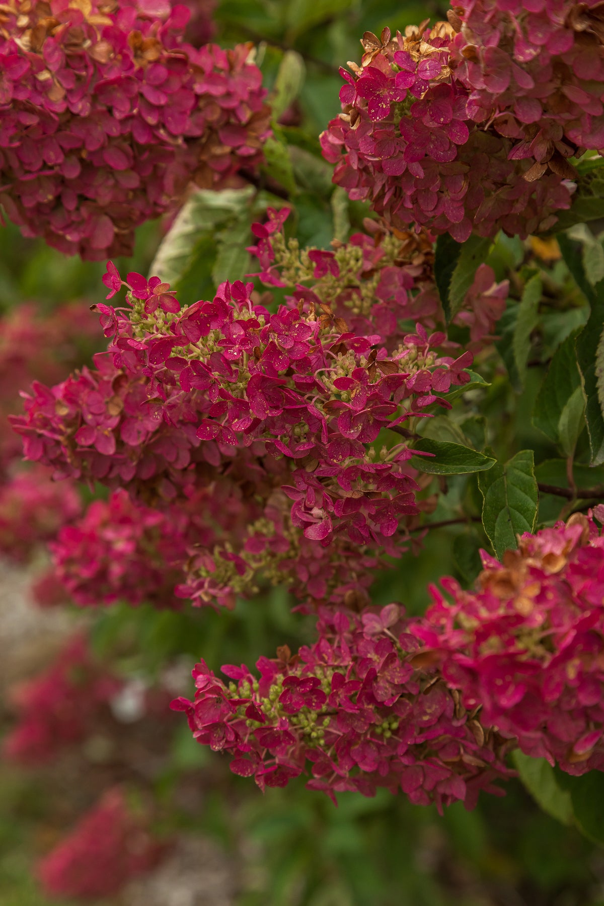 First Editions® Berry White® Panicle Hydrangea Bare Root Hydrangea TREE