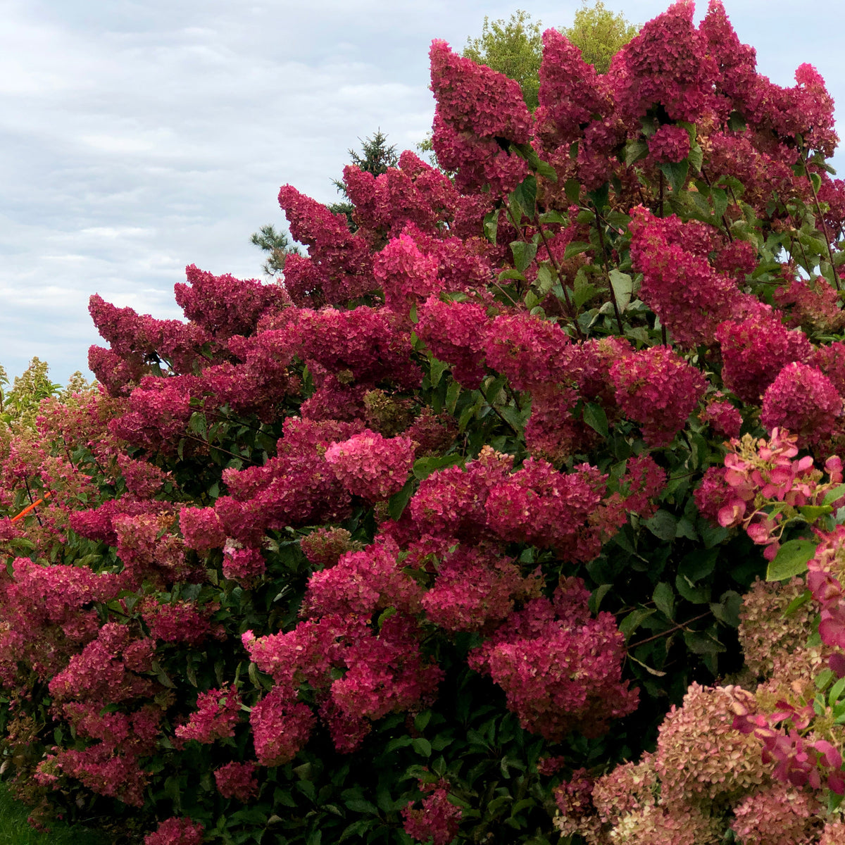 First Editions® Berry White® Panicle Hydrangea Bare Root Hydrangea Bush