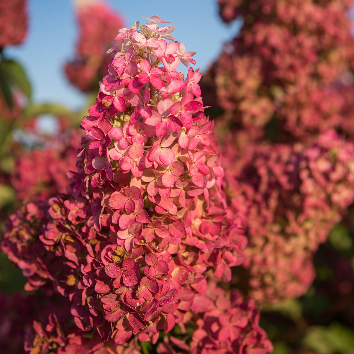 First Editions® Berry White® Panicle Hydrangea Bare Root Hydrangea TREE