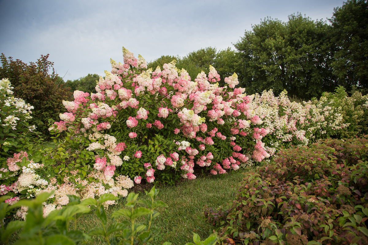 First Editions® Berry White® Panicle Hydrangea Bare Root Hydrangea Bush