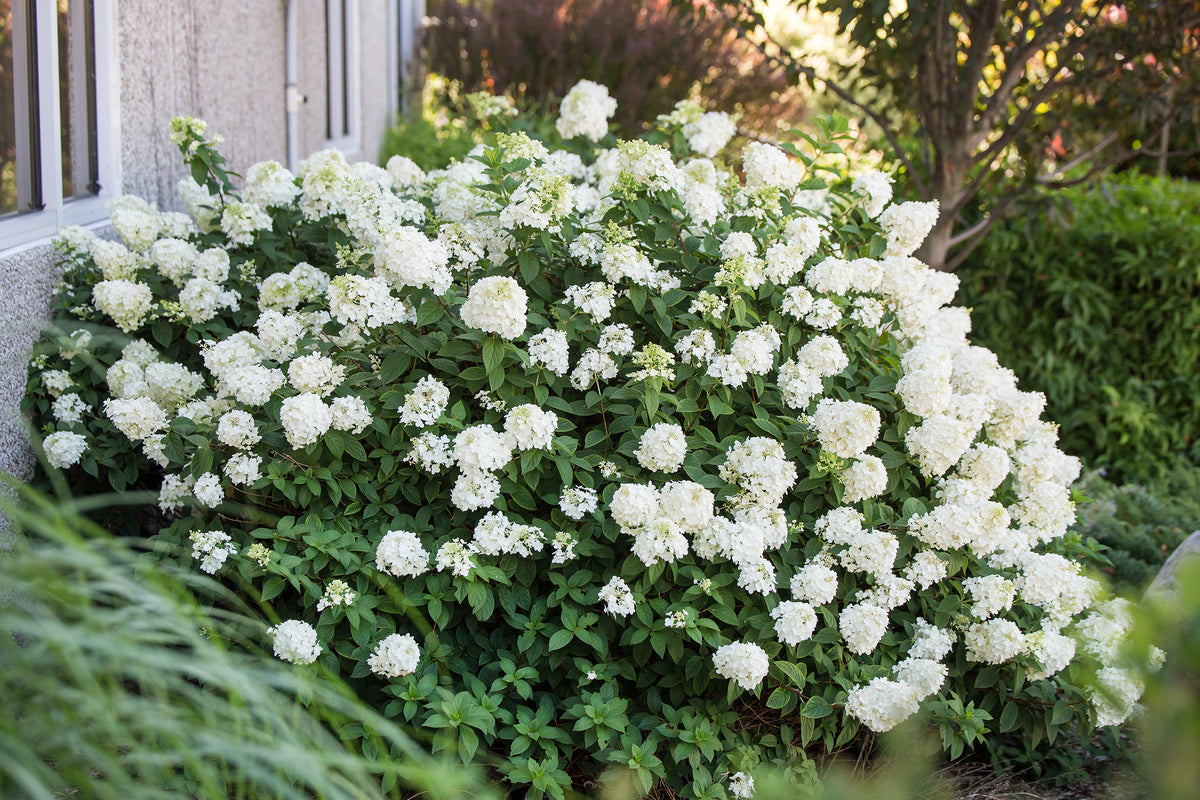 First Editions® Strawberry Sundae® Panicle Hydrangea Bare Root Hydrangea Bush