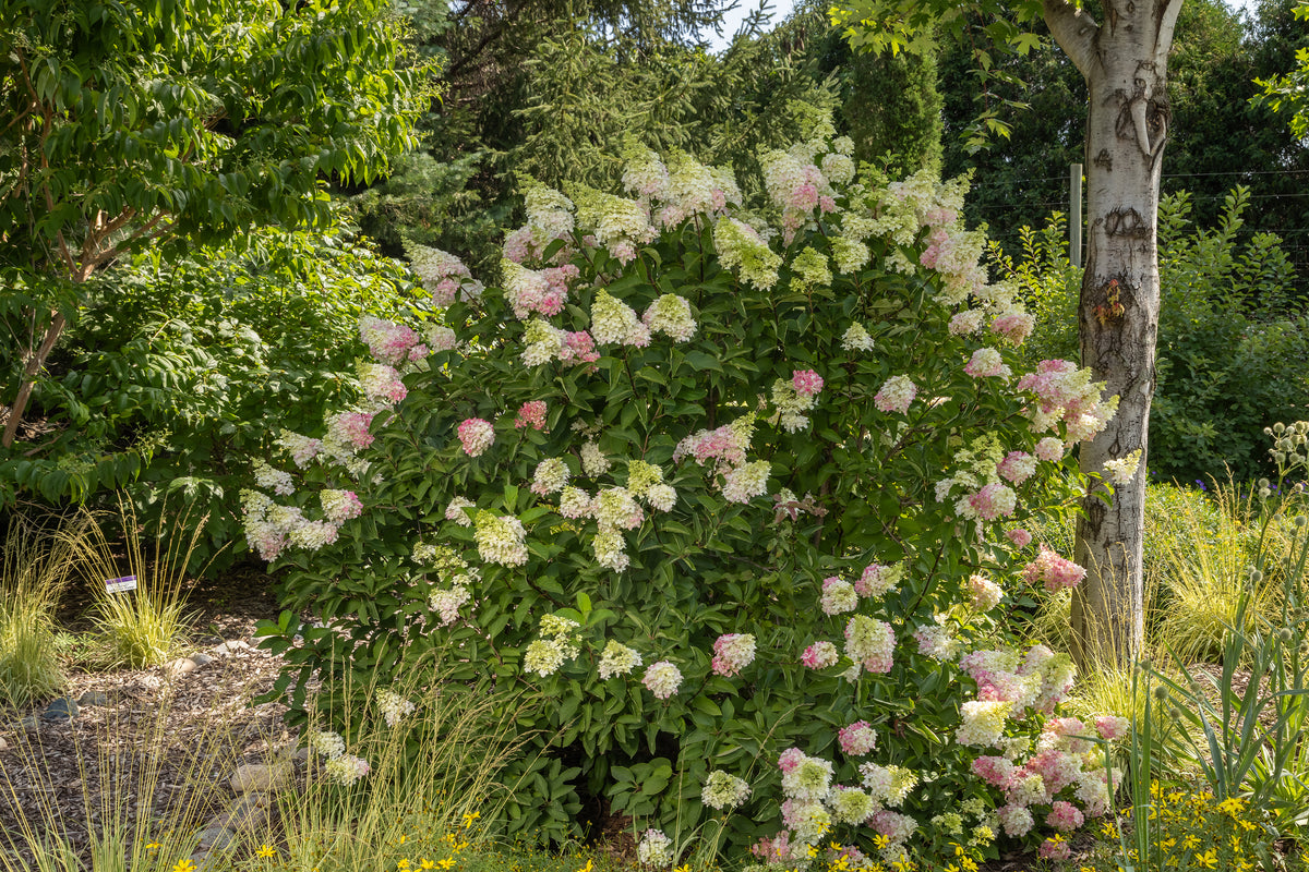 First Editions® Strawberry Sundae® Panicle Hydrangea Bare Root Hydrangea Bush