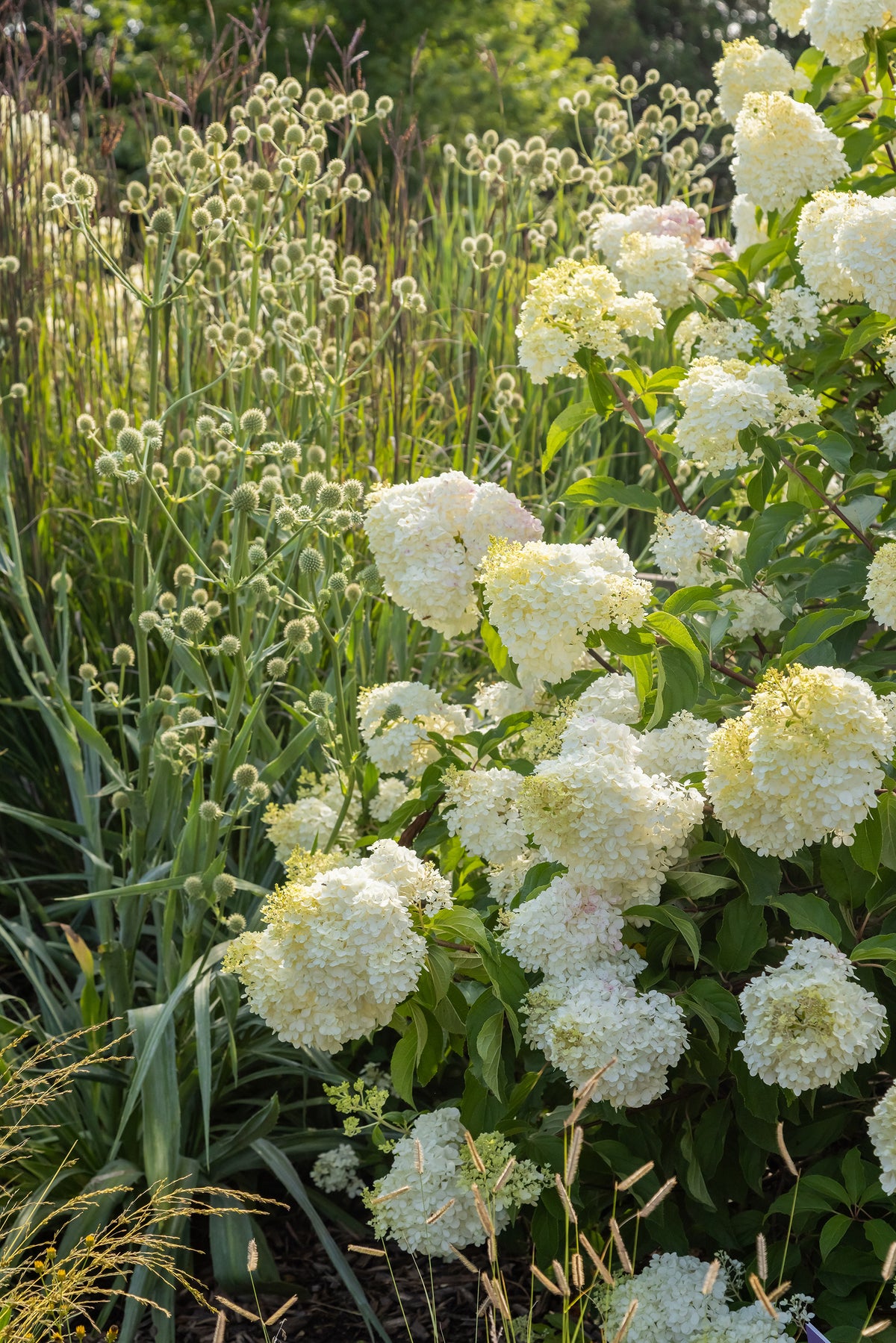 First Editions® Strawberry Sundae® Panicle Hydrangea Bare Root Hydrangea Bush