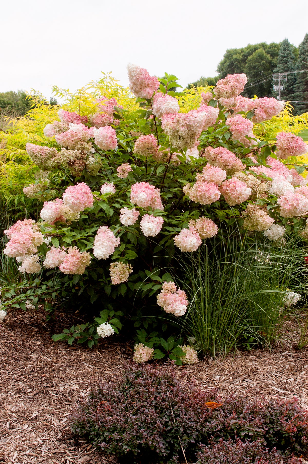First Editions® Vanilla Strawberry Panicle Hydrangea Bare Root Hydrangea Bush