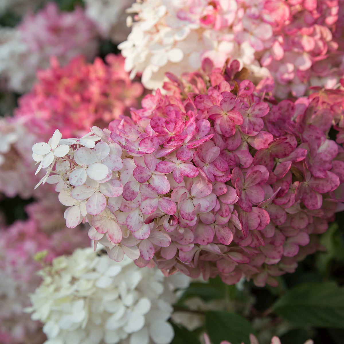 First Editions® Vanilla Strawberry Panicle Hydrangea Bare Root Hydrangea Bush