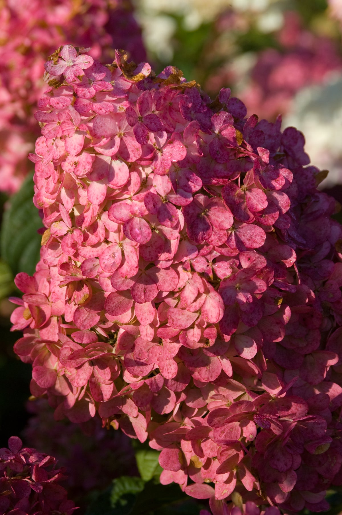 First Editions® Vanilla Strawberry Panicle Hydrangea Bare Root Hydrangea Bush