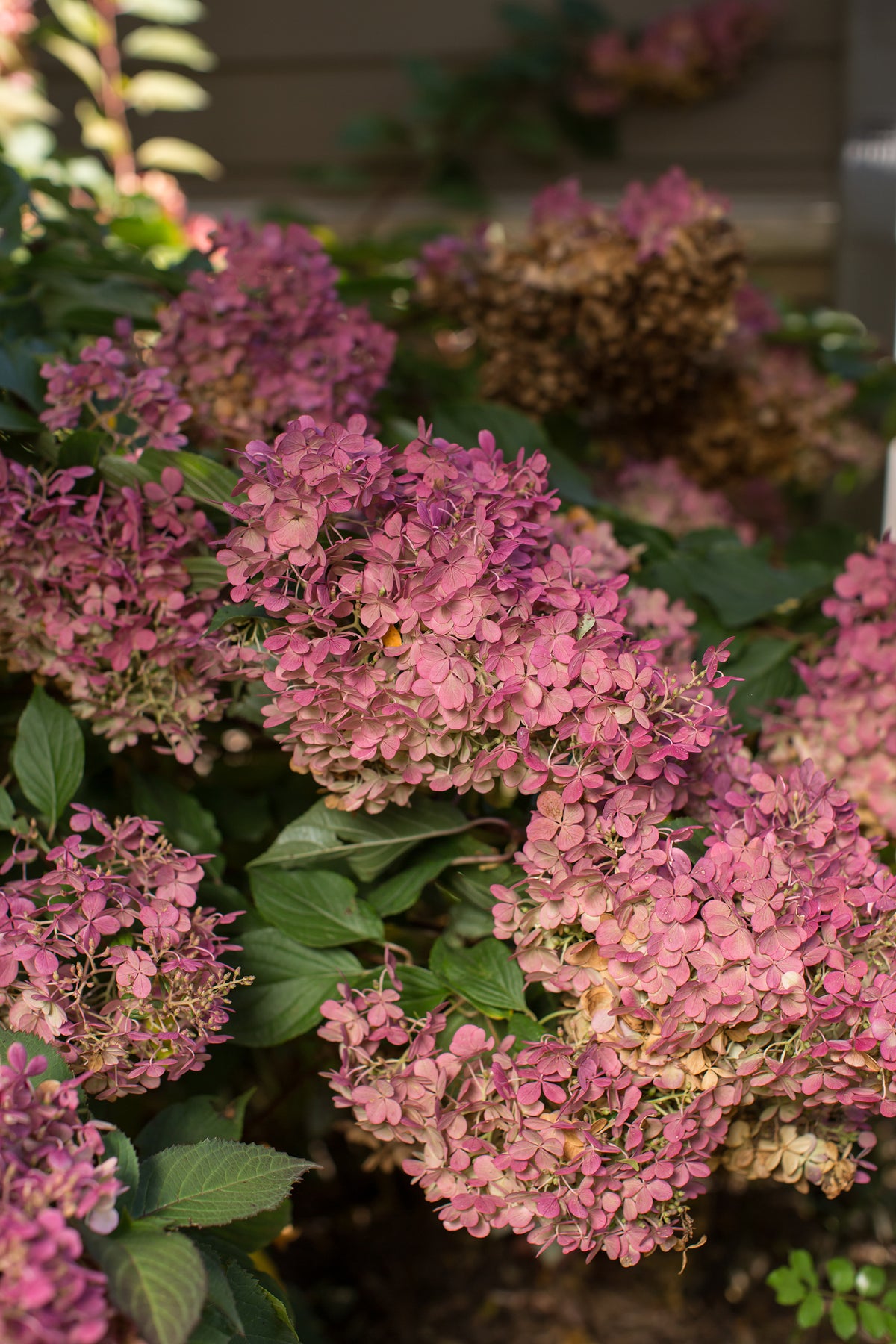 First Editions® Vanilla Strawberry Panicle Hydrangea Bare Root Hydrangea Bush