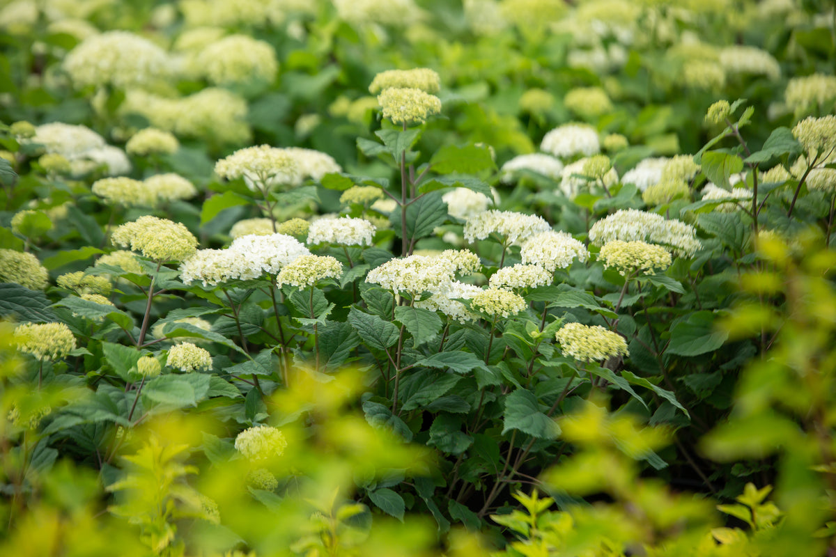 First Editions® FlowerFull® Smooth Hydrangea Bare Root Hydrangea Bush
