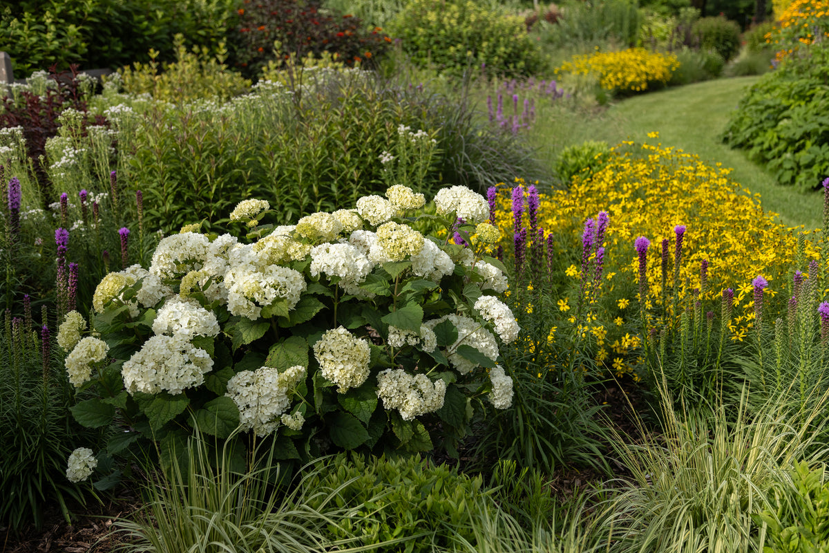 First Editions® FlowerFull® Smooth Hydrangea Bare Root Hydrangea Bush