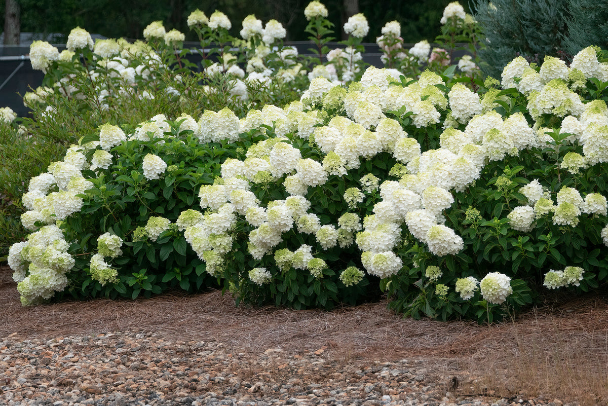 First Editions® Little Hottie® Panicle Hydrangea Bare Root Hydrangea Bush