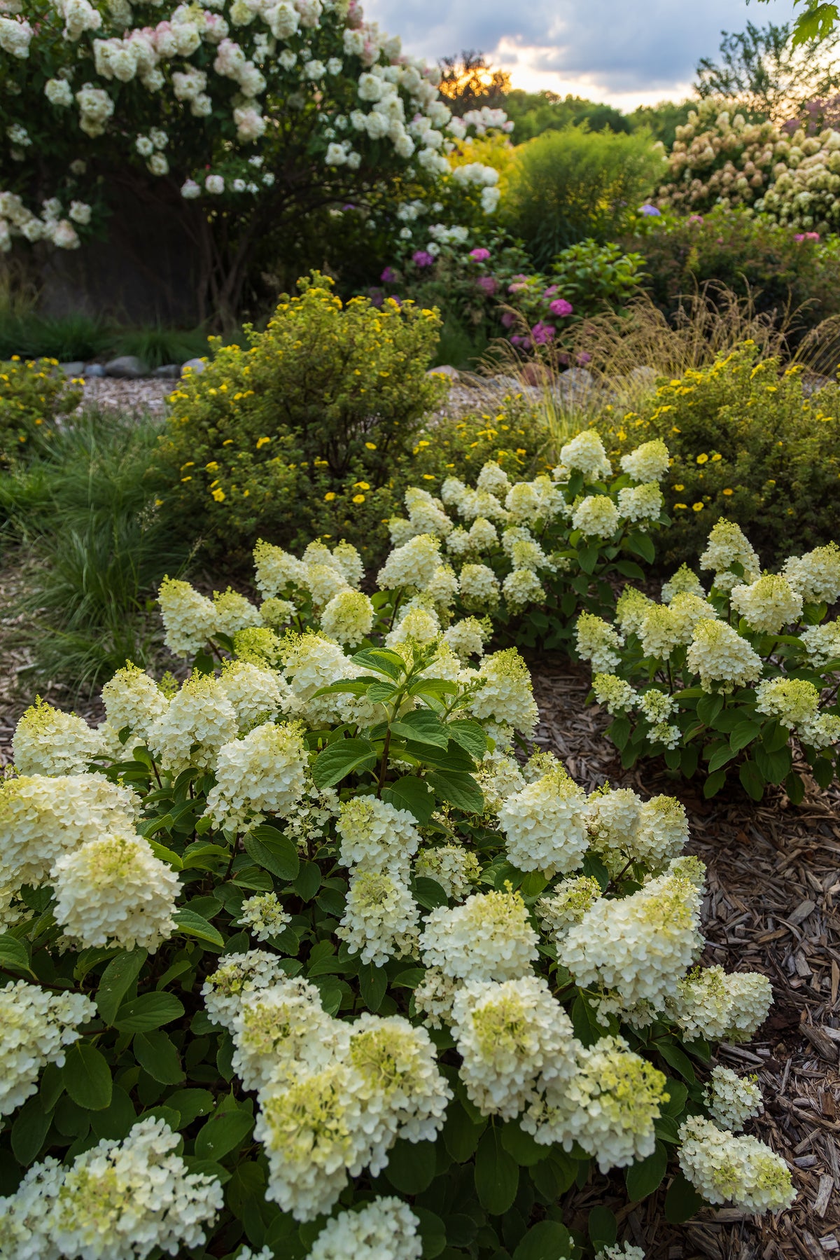 First Editions® Little Hottie® Panicle Hydrangea Bare Root Hydrangea Bush