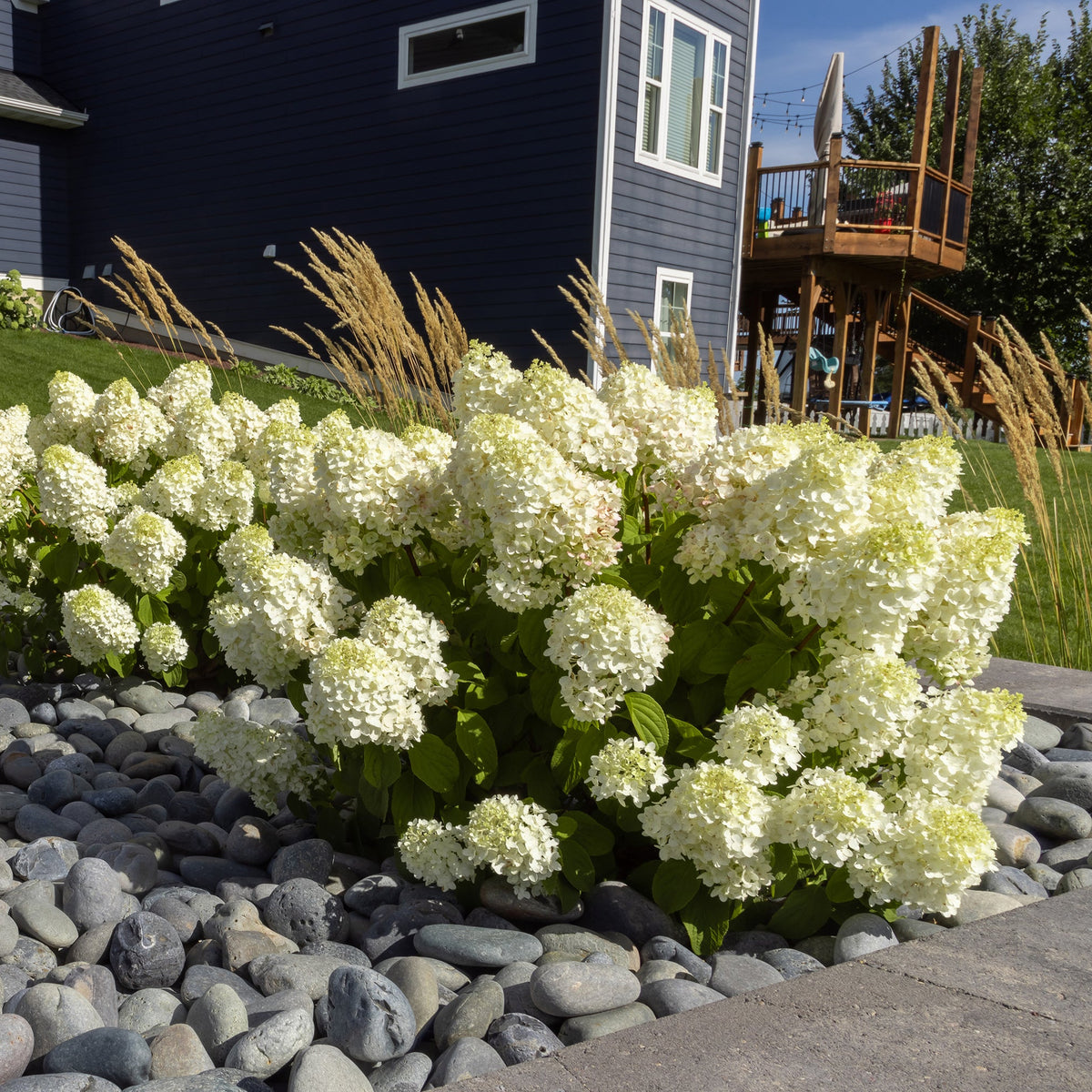 First Editions® Little Hottie® Panicle Hydrangea Bare Root Hydrangea Bush