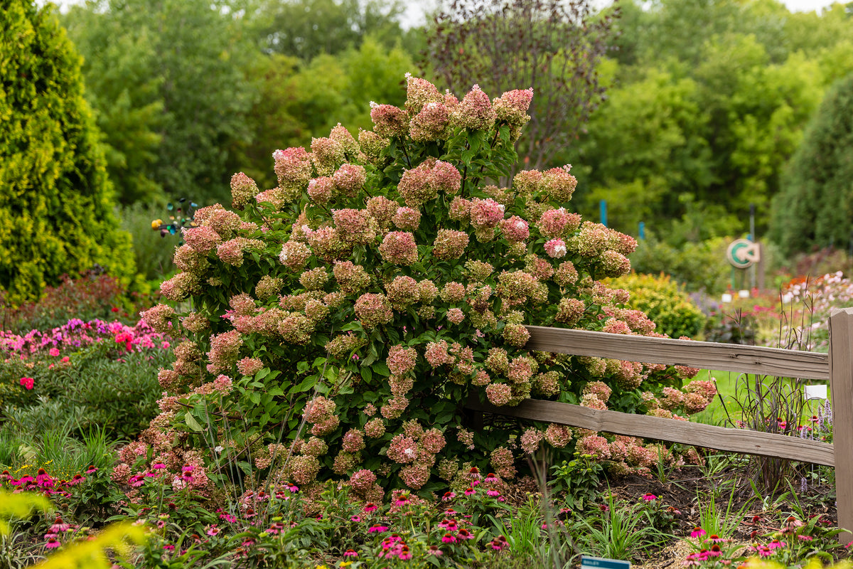 First Editions® Vanilla Strawberry Panicle Hydrangea Bare Root Hydrangea Bush