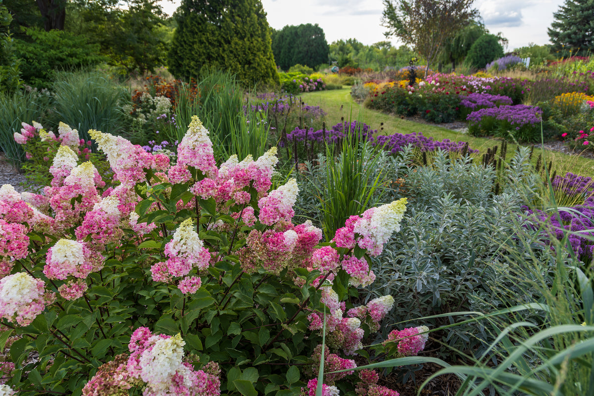 First Editions® Vanilla Strawberry Panicle Hydrangea Bare Root Hydrangea Bush
