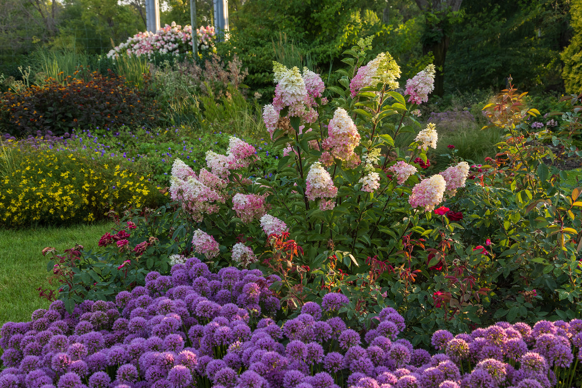 First Editions® Vanilla Strawberry Panicle Hydrangea Bare Root Hydrangea Bush