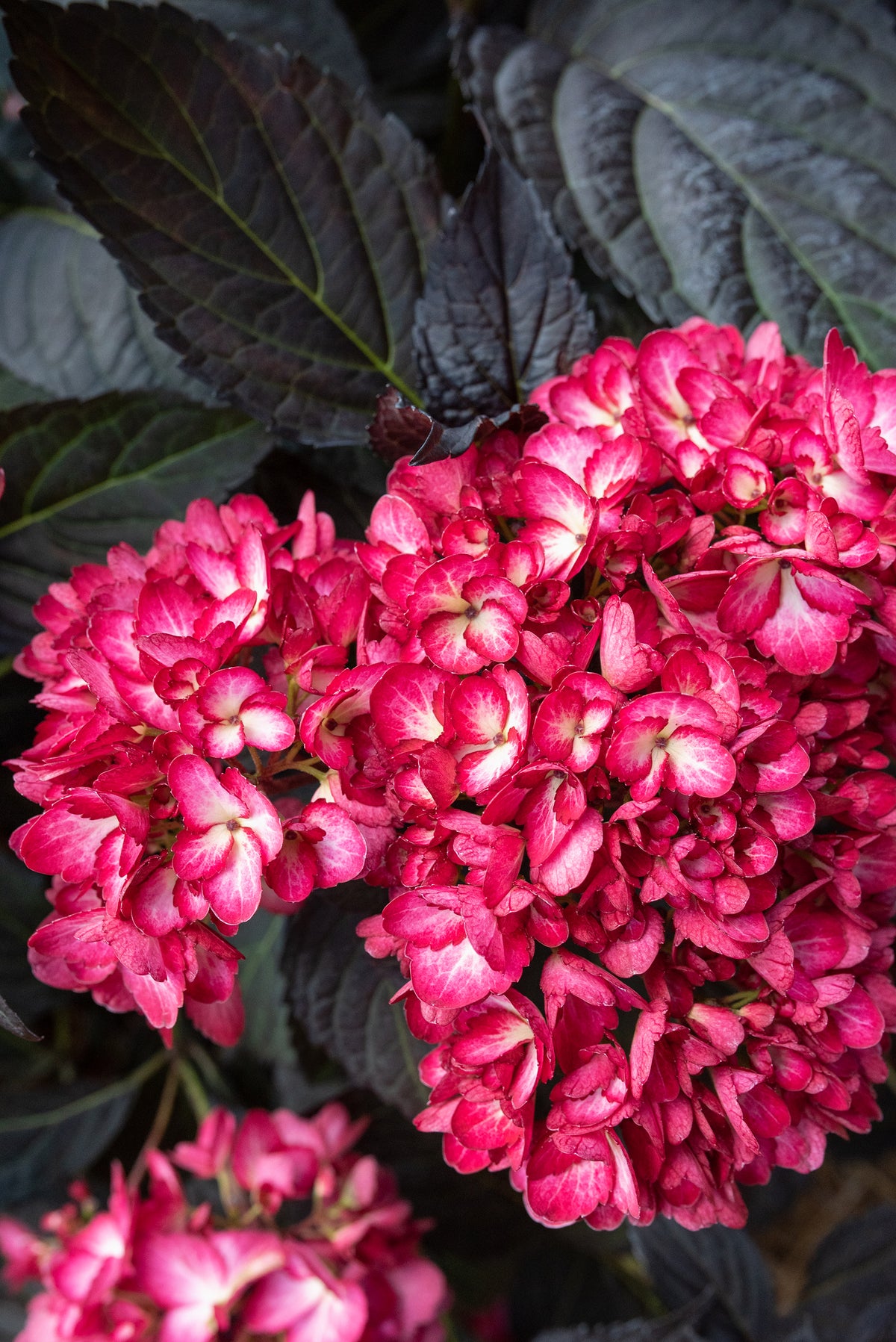 First Editions® Eclipse® Bigleaf Hydrangea Bare Root Hydrangea Bush