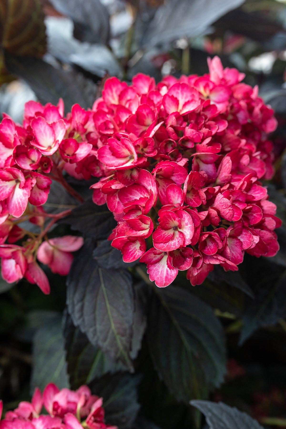First Editions® Eclipse® Bigleaf Hydrangea Bare Root Hydrangea Bush
