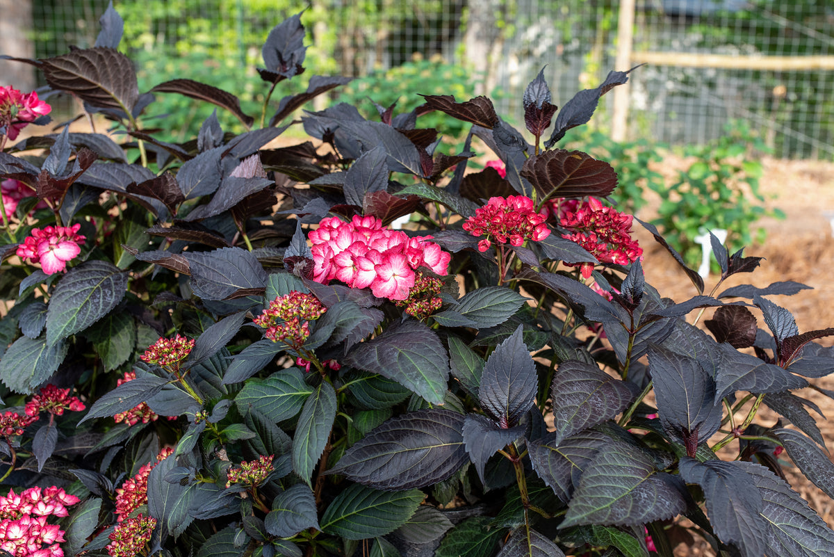 First Editions® Eclipse® Bigleaf Hydrangea Bare Root Hydrangea Bush