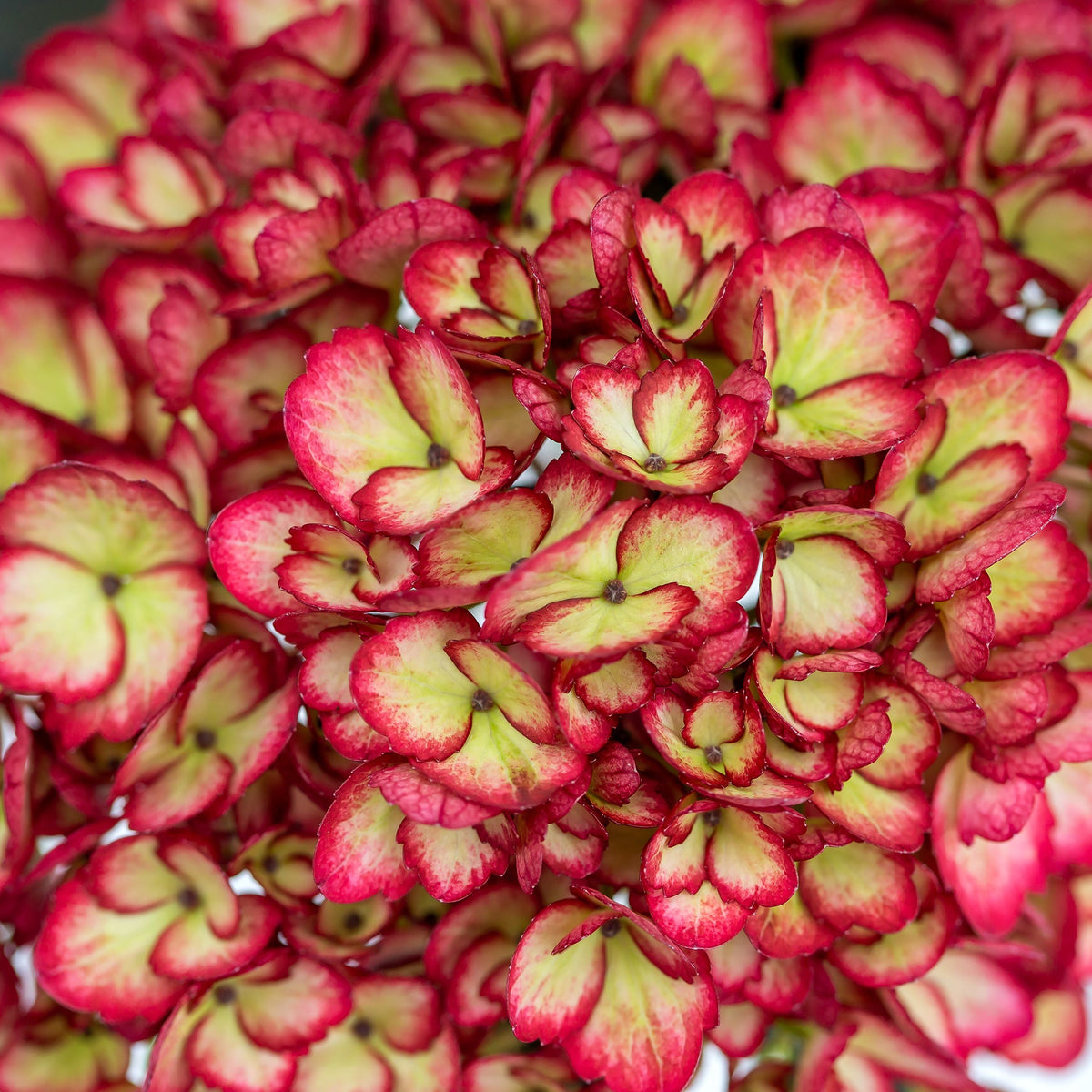 First Editions® Eclipse® Bigleaf Hydrangea Bare Root Hydrangea Bush