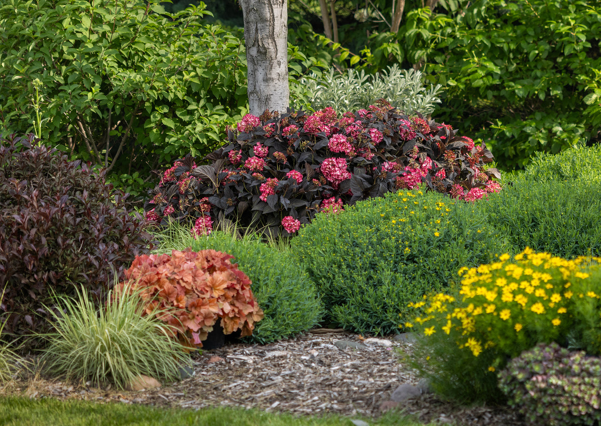 First Editions® Eclipse® Bigleaf Hydrangea Bare Root Hydrangea Bush
