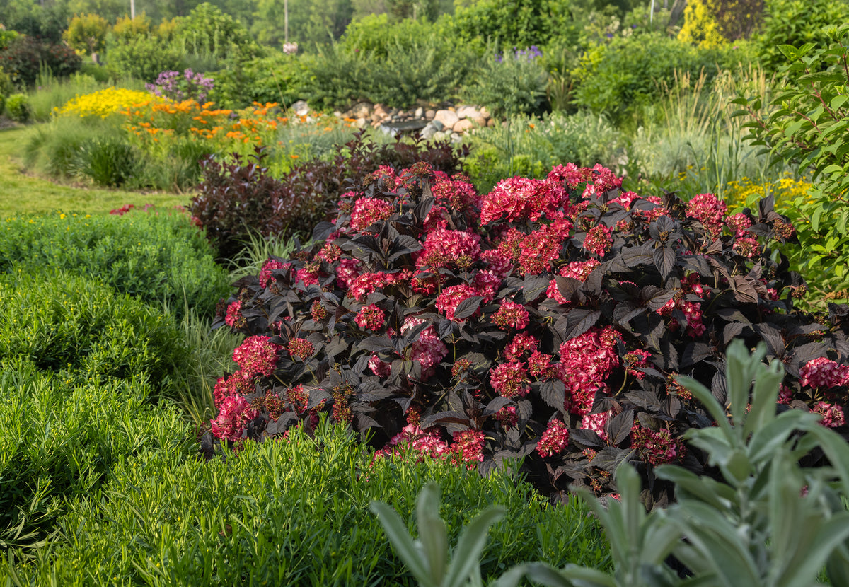 First Editions® Eclipse® Bigleaf Hydrangea Bare Root Hydrangea Bush