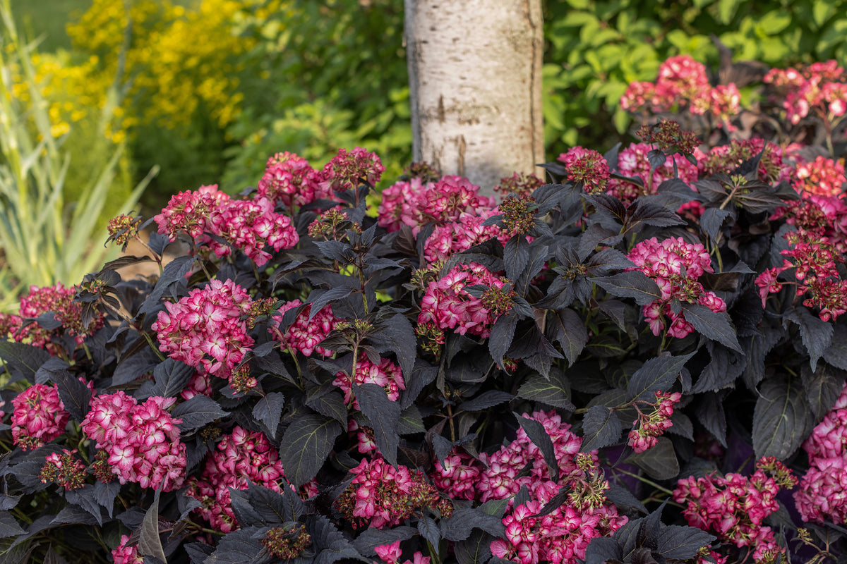 First Editions® Eclipse® Bigleaf Hydrangea Bare Root Hydrangea Bush