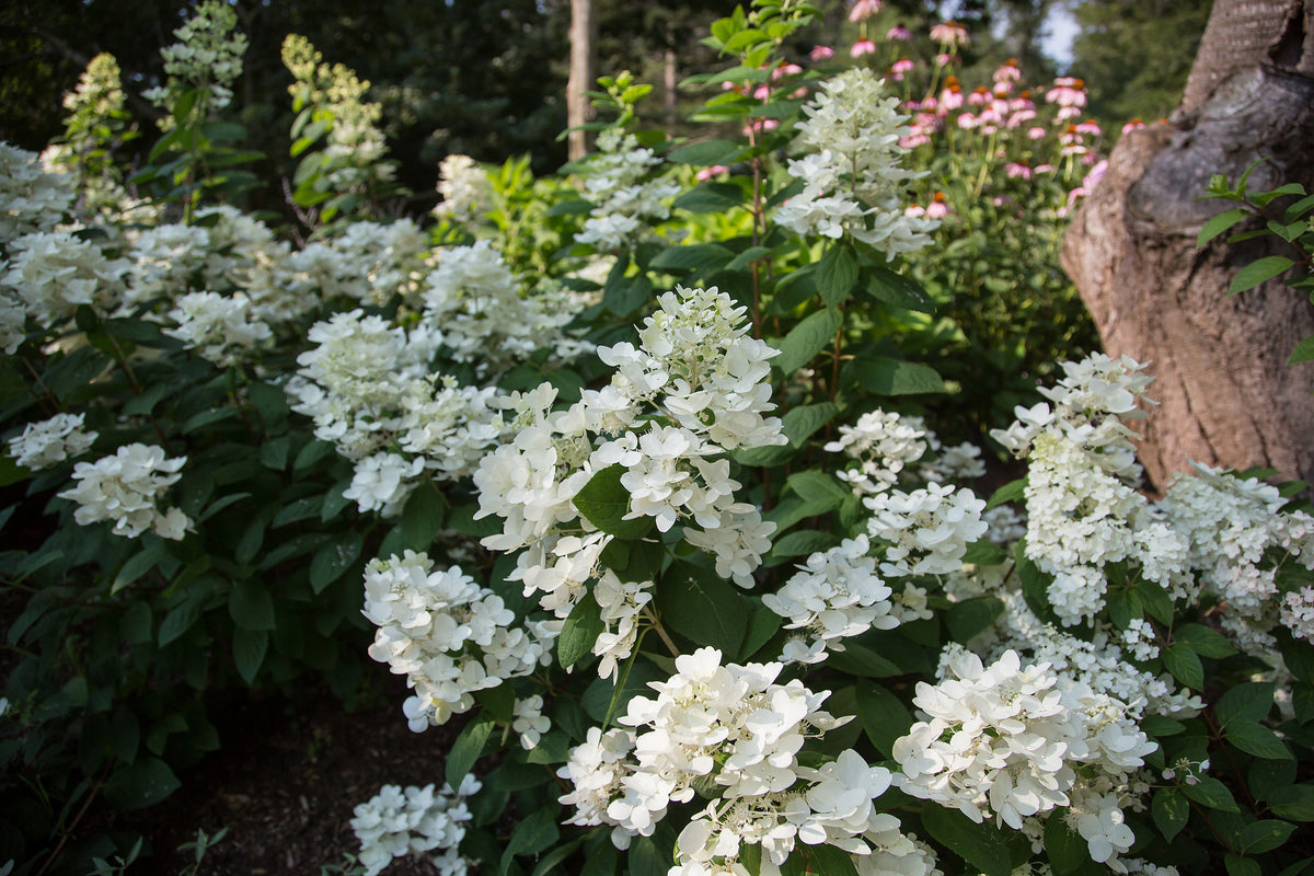 First Editions® White Diamonds Panicle Hydrangea Bare Root Hydrangea Bush