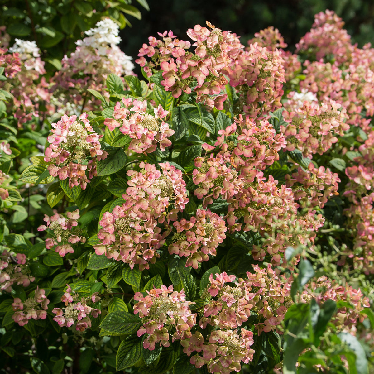 First Editions® White Diamonds Panicle Hydrangea Bare Root Hydrangea Bush