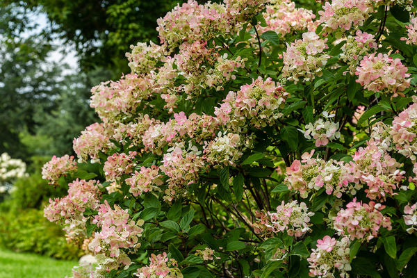First Editions® Diamond Rouge® Panicle Hydrangea Bare Root Hydrangea Bush