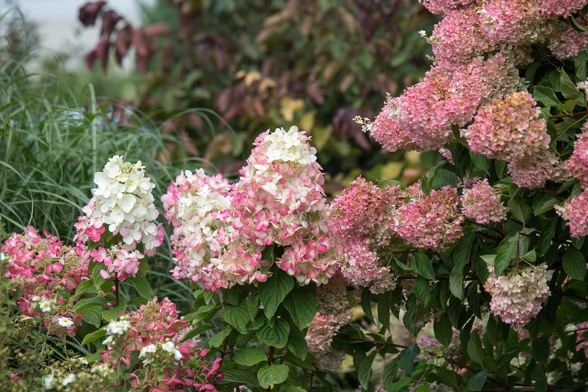 First Editions® Diamond Rouge® Panicle Hydrangea Bare Root Hydrangea Bush