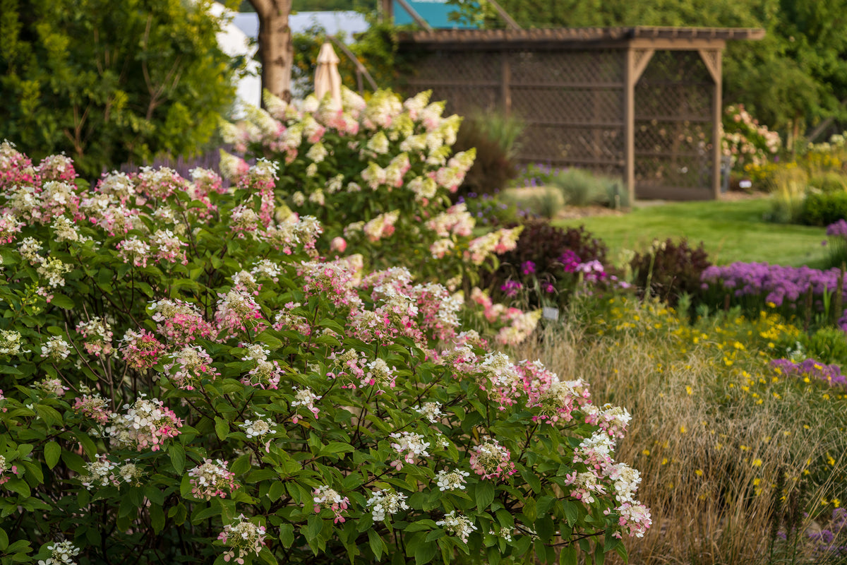 First Editions® Diamond Rouge® Panicle Hydrangea Bare Root Hydrangea Bush