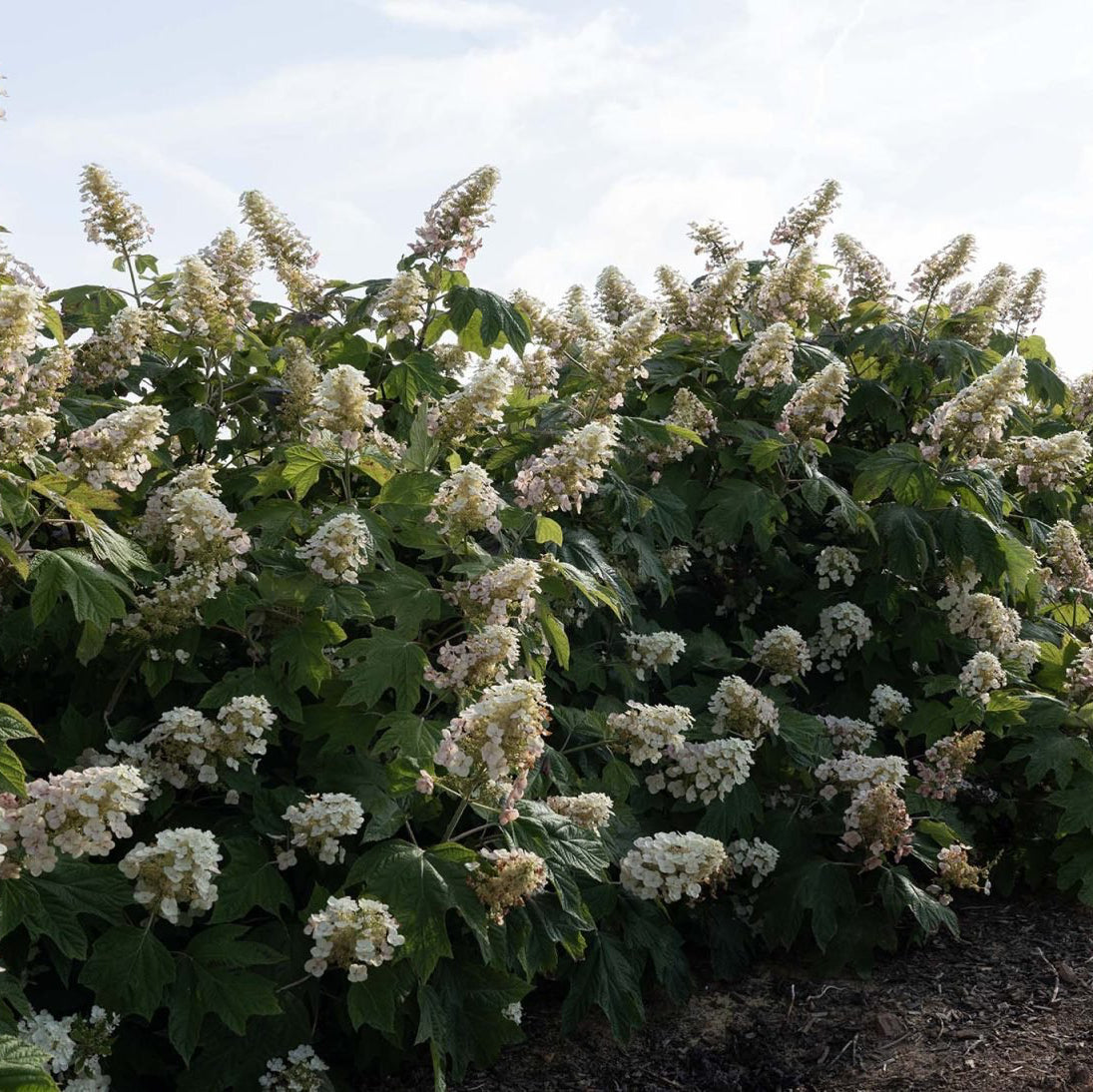 Autumn Reprise™ Potted Oakleaf Hydrangea
