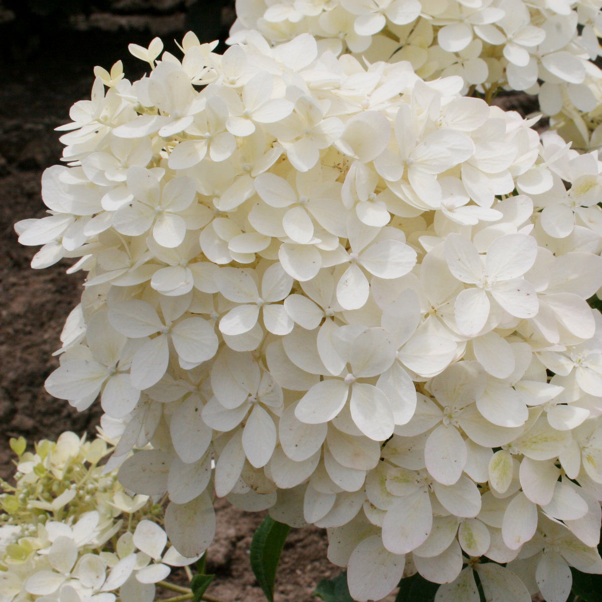 Phantom Panicle Hydrangea Bare Root Hydrangea TREE
