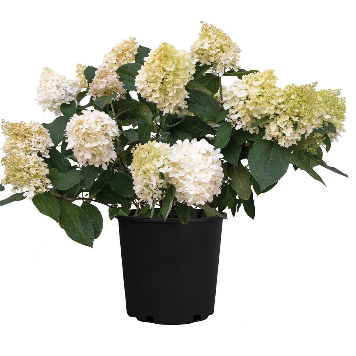 Sweet Starlight™ Potted Panicle Hardy Hydrangea