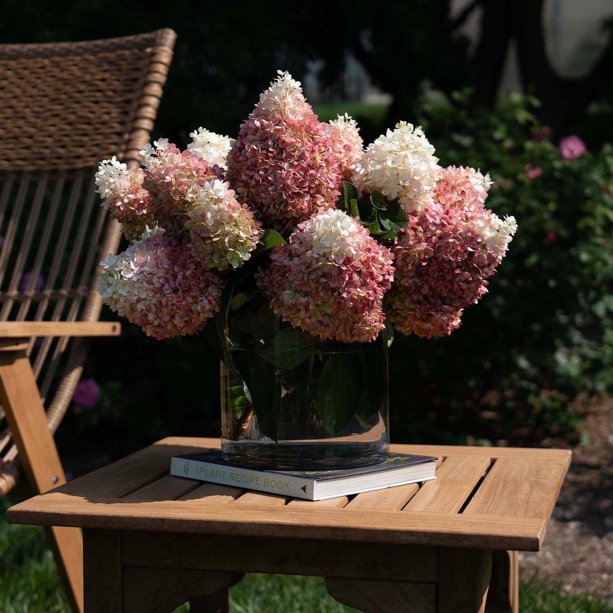 L.A. Dreamin'® Potted Bigleaf Hydrangea