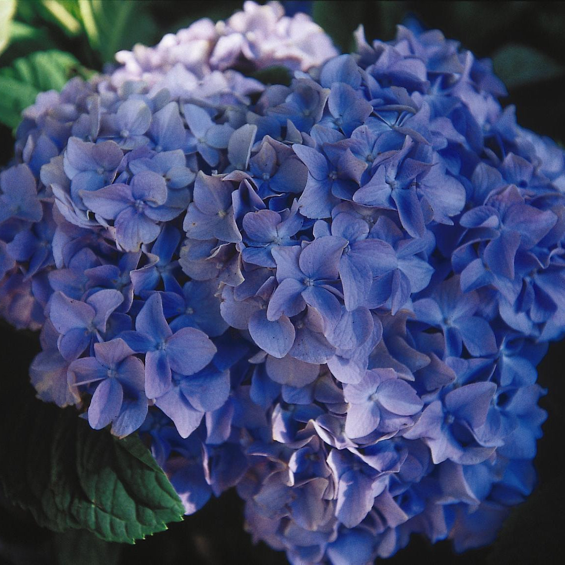 Nikko Blue Bigleaf Hydrangea Bare Root Hydrangea Bush