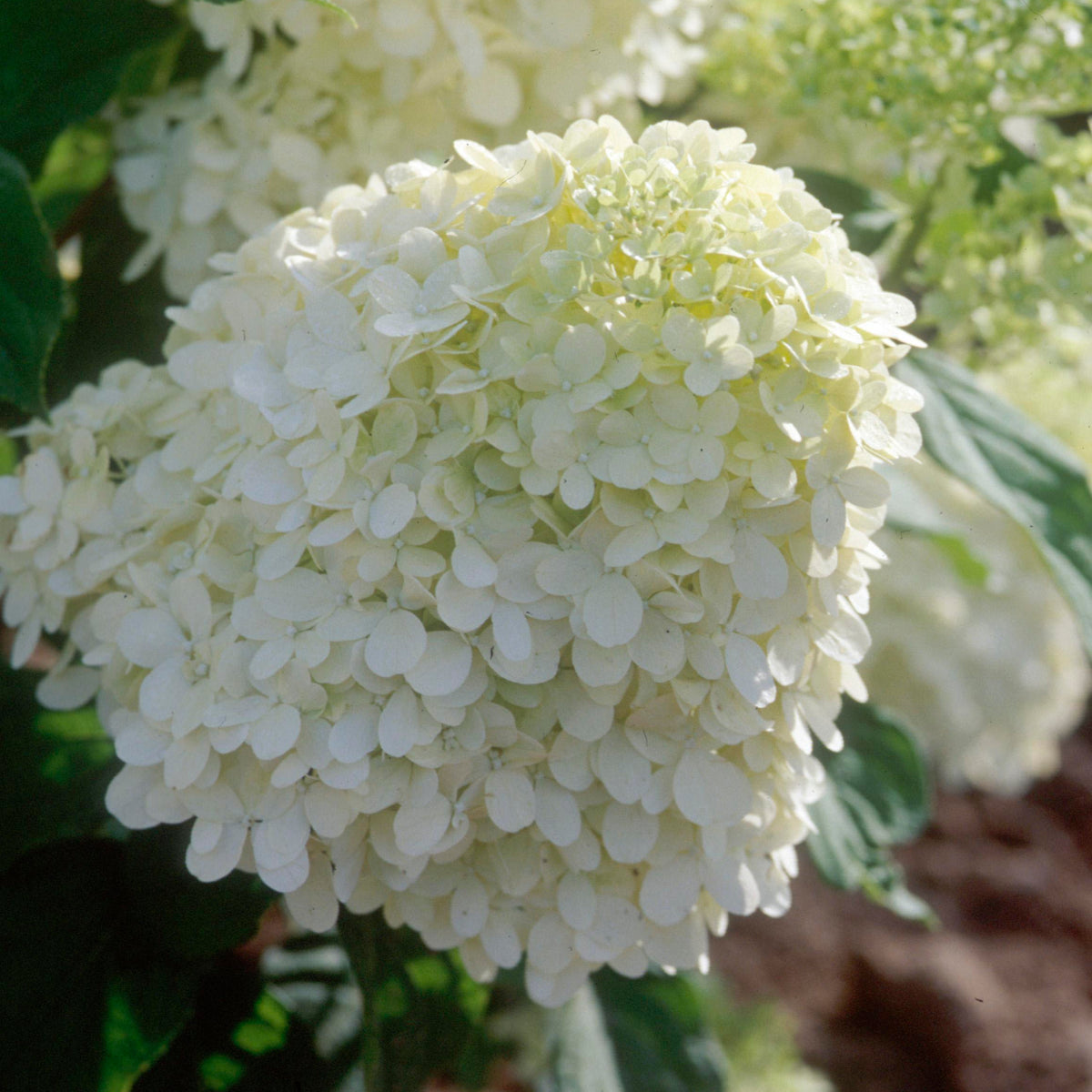 Proven Winners® Limelight Panicle Hydrangea Bare Root Hydrangea TREE
