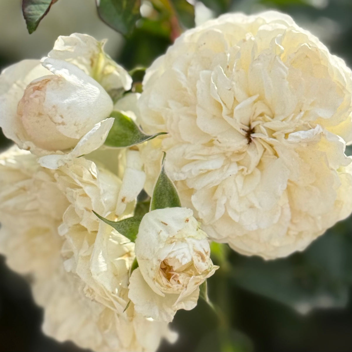 FLASH SALE - Meidiland® White 3 Pack