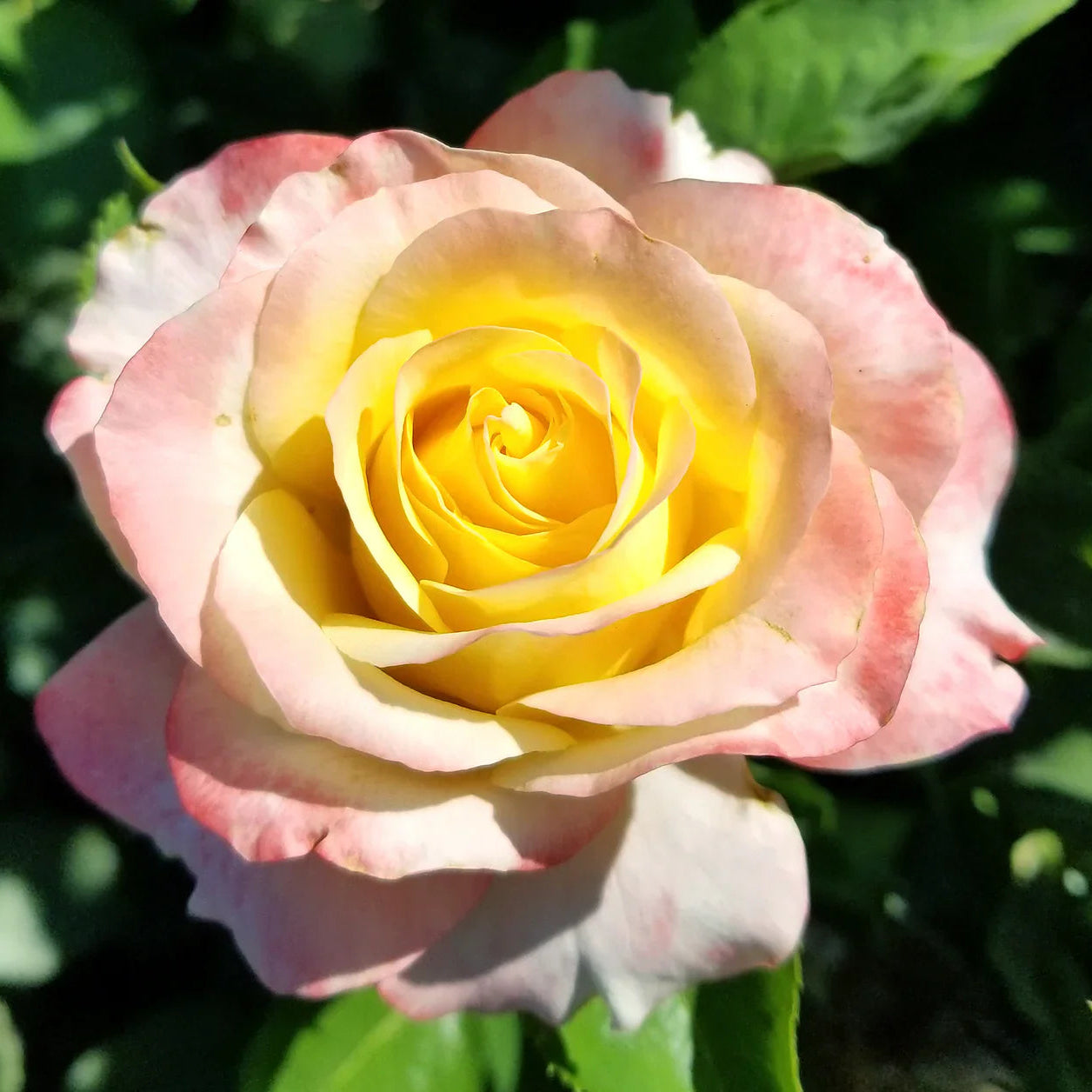 Make Me Blush™  Potted Rose Bush