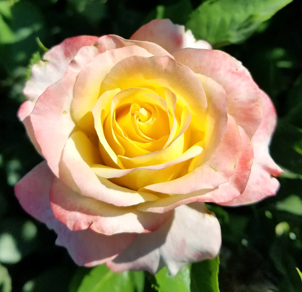 Make Me Blush™  Potted Tree Rose