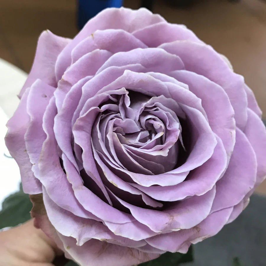 Princess Kaori® Potted Rose Bush