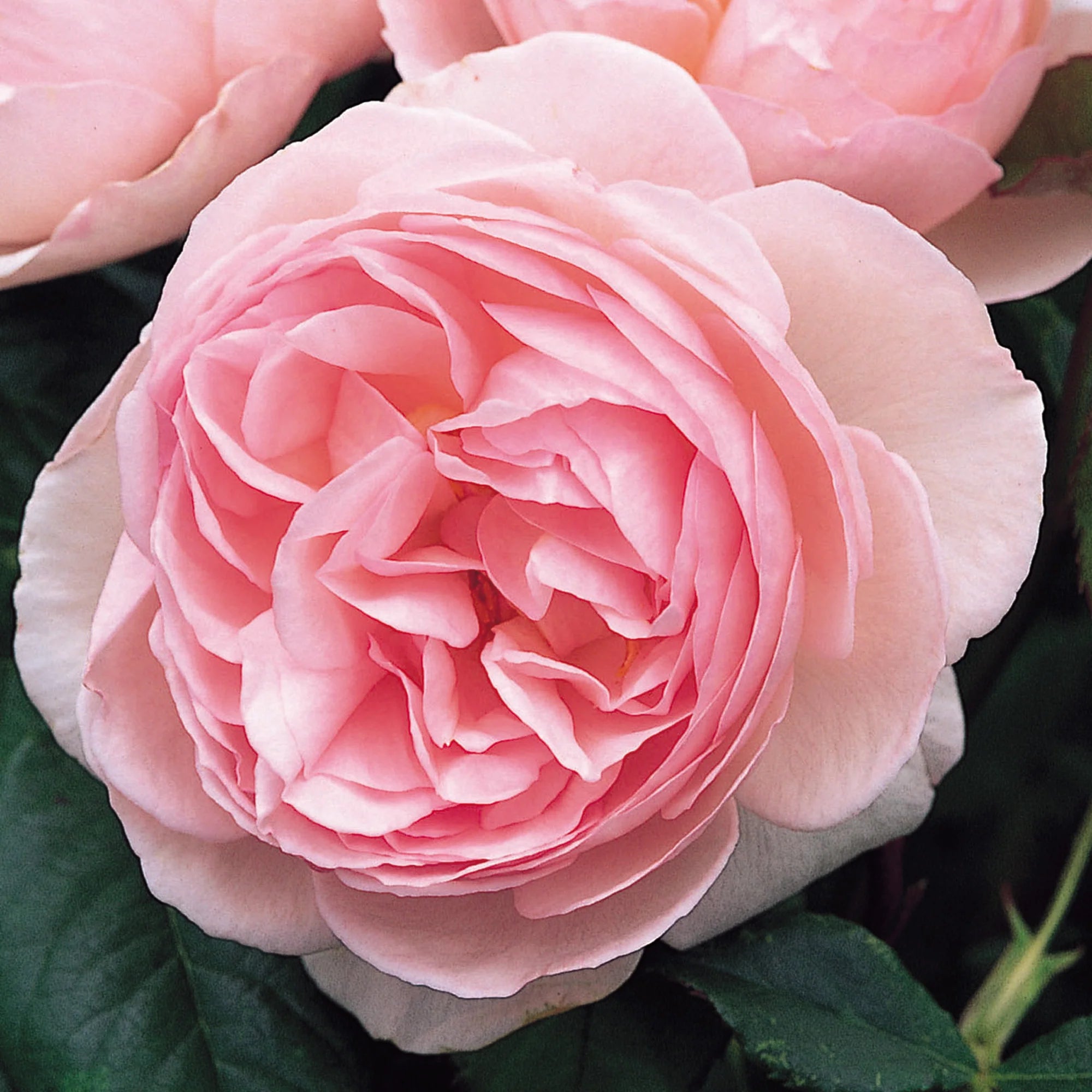 David Austin® Heritage® Potted Rose Bush